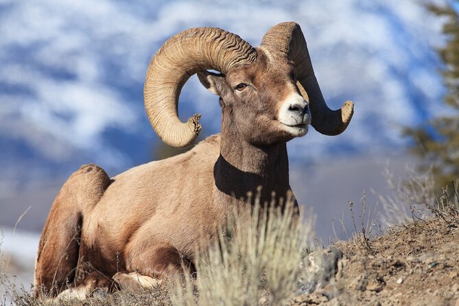 Yellowstone Wildlife Safari From Bozeman - Private Tour - Tour Inclusions