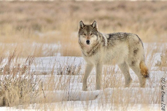 Yellowstone Winter Wildlife 4-Day Tour  - Gardiner - Tour Details