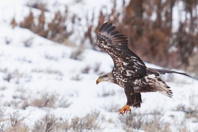 Yellowstone Winter Wildlife Safari From Bozeman - Meeting and Pickup Details
