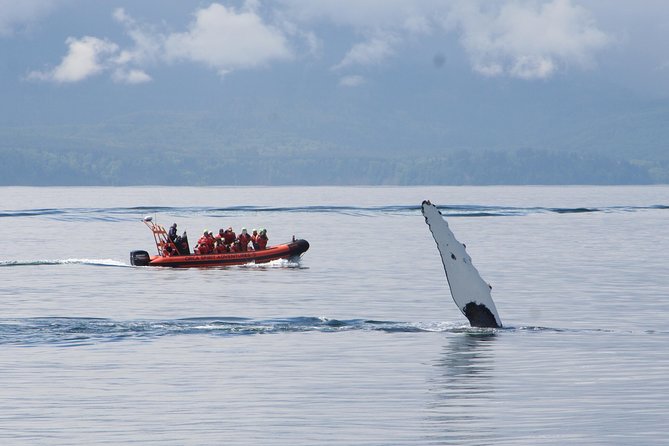 Zodiac Marine Wildlife Excursion From Victoria - Zodiac Boat With Padded Seats