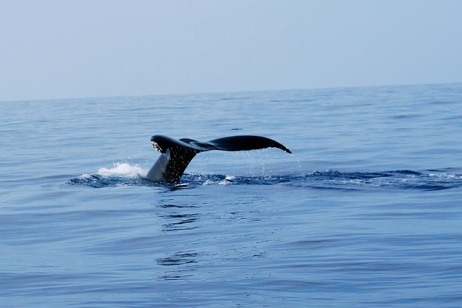 Zodiac Raft Whale Watching Adventure - Overview and Logistics
