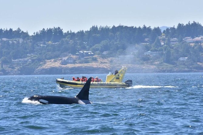 Zodiac Whale Watching Adventure From Victoria - Overview of the Zodiac Whale Watching Adventure