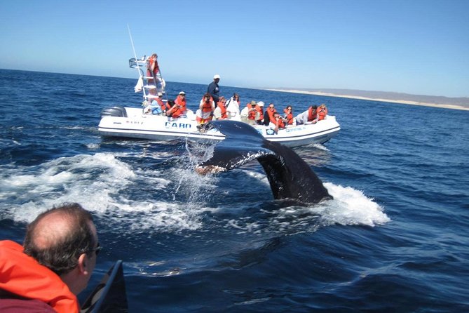Zodiac Whale-Watching Adventure in Los Cabos - Tour Details