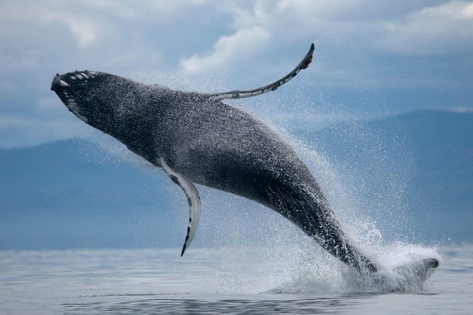 1hr Buggy Adventure & Whale Watching From Reykjavik - Good To Know