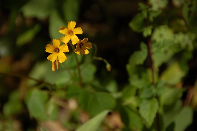 2 Day - Inca Trail to Machu Picchu - Good To Know