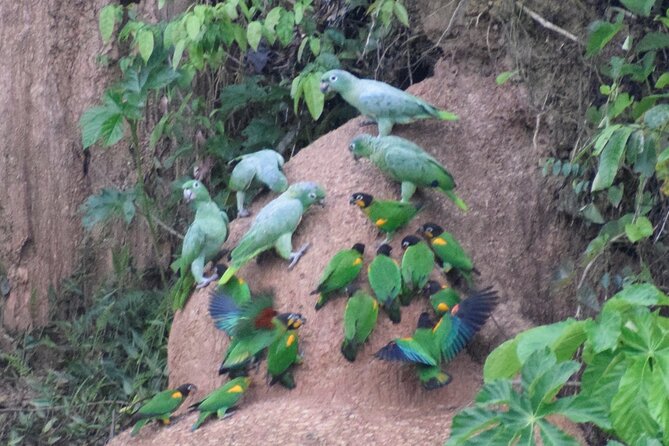 2-Day Jungle Tour: Lake Sandoval, Monkey Island, Hikes, Caiman, & Clay Lick - Location and Minimum Number of Travelers