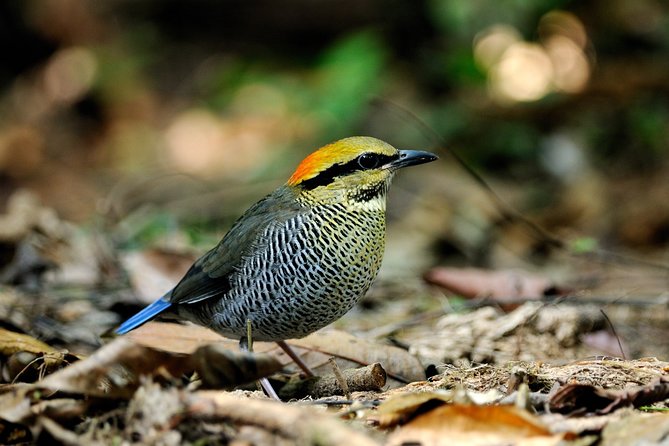 2 Days Dalat Bird Watching Tour
