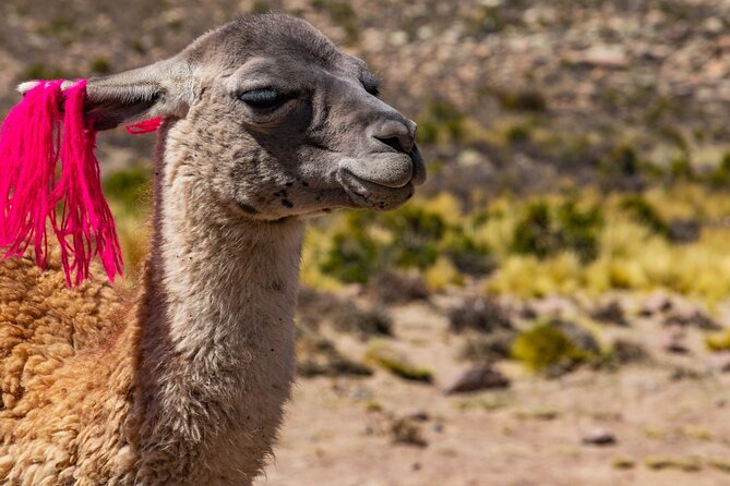 2 Days of Natural Experience in the Colca Canyon