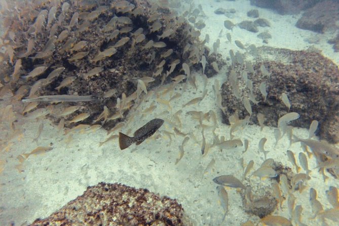 2 Dive Package for PADI Qualified Divers in Gran Canaria - Good To Know