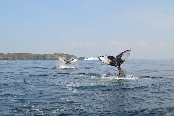 2 Hour Boat Tour in Twillingate