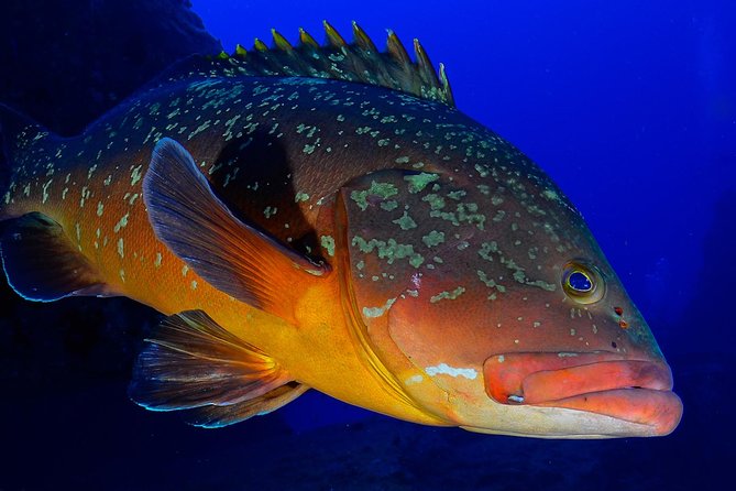 2-Hour Boat Trip With Snorkelling From La Restinga, El Hierro