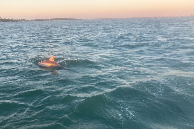 2 Hour Dolphin and Sightseeing Tour in Panama City Beach, Fl