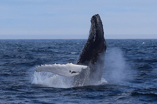2-Hour Guided Boat Tour From St. Johns