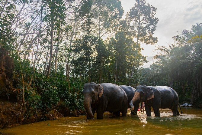 2-Hour Guided Eco-Tour & Transfer to Khaolak Elephant Sanctuary - Good To Know