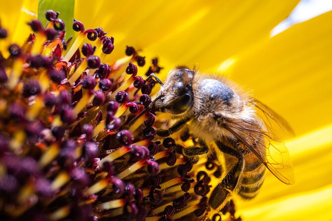 2-Hour Private Guided Activity Discovering Bees in Volterra - Good To Know