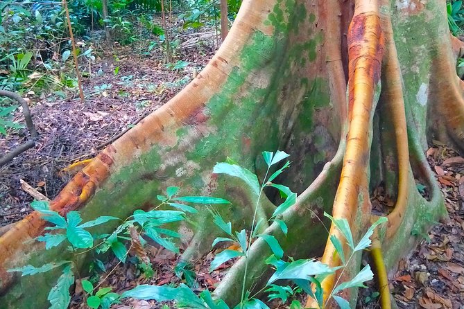 2-Hour Tropical Rainforst and Orchid Garden Guided Walk  - Singapore - Rainforest Trails and Eco Biodiversity