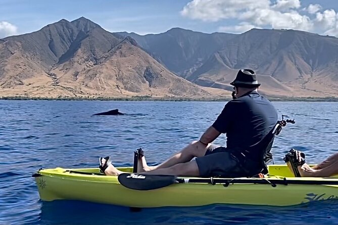 2 Hours 30 Minutes Whale Watch And/Or Scenic Tour