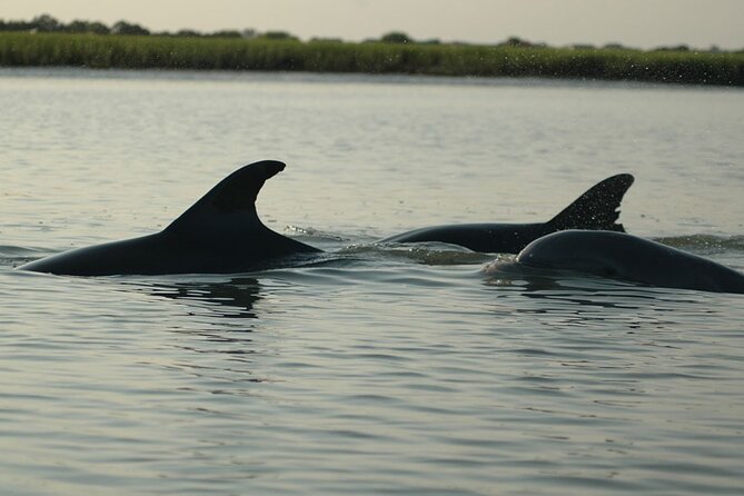 2 Hours Shem Creek Safari Kayak Tour