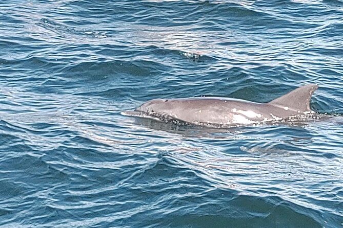 2 Hours Swim With the Dolphins in Panama City - Good To Know