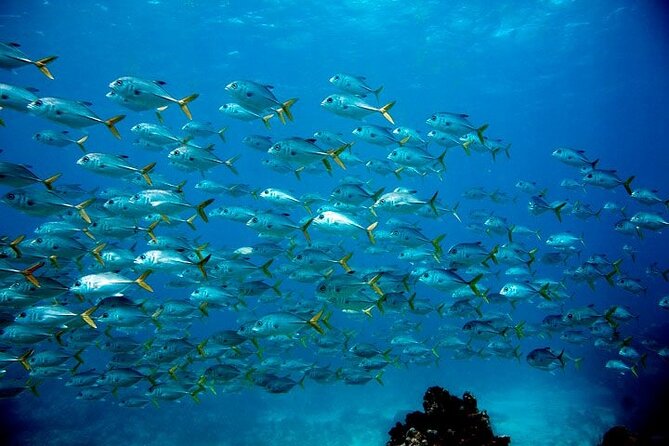 2 Location Snorkel Tour - Gear Included, 65 Minutes per Location
