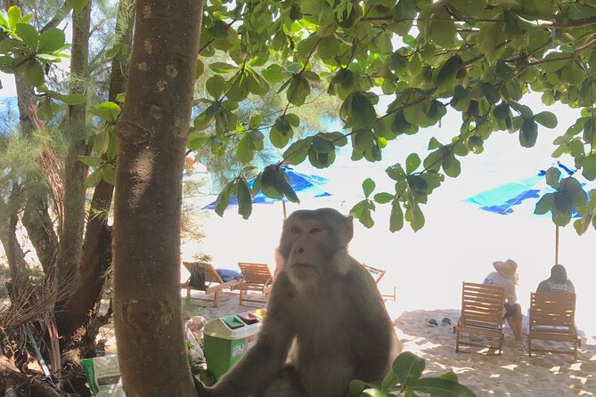 1 Day Discover Cham Island and Snorkeling - Lunch and Refreshments