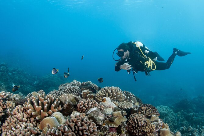 1 DIve in the Afternoon for Certified DIvers in Bora Bora - Weather Conditions and Cancellation Policy