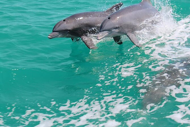 1-Hour Dolphin Sightseeing Adventure Cruise From Madeira Beach - Questions and Inquiries