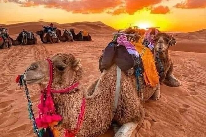 1 Night 2 Day Tour to Luxury Desert Camp From Fes by Small Group - Itinerary Overview