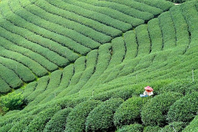 10-Day Round Taiwan Tea Origin Tour - Tour Information