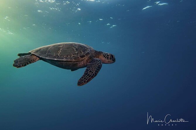 10 Dives Package - Pricing Options