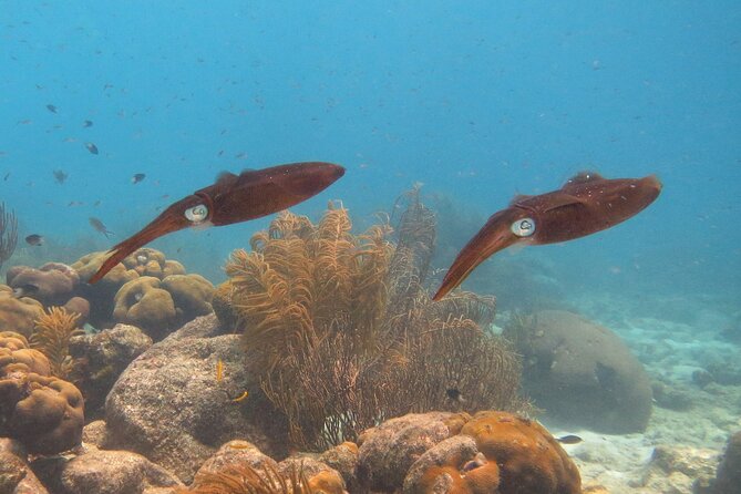 100% Private Snorkel & Sail Charter on Bonaire by Solobon Sailing - Customer Reviews and Ratings