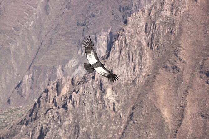 2 Day Colca Canyon, Vicuna Reserve and Condors From Arequipa - Wildlife Reserve and Highland Villages