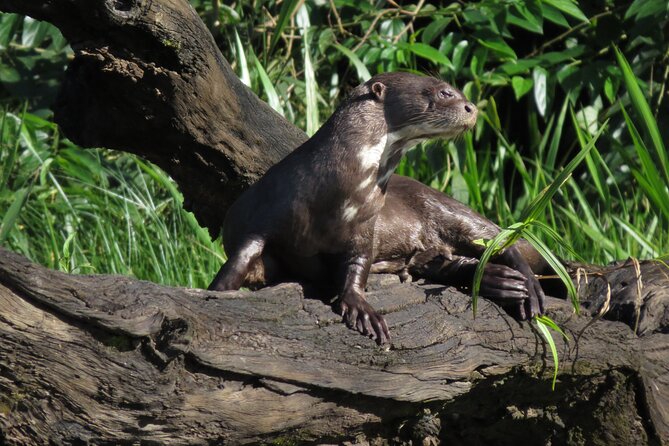 2-Day Jungle Tour: Lake Sandoval, Monkey Island, Hikes, Caiman, & Clay Lick - Traveler Photos and Reviews