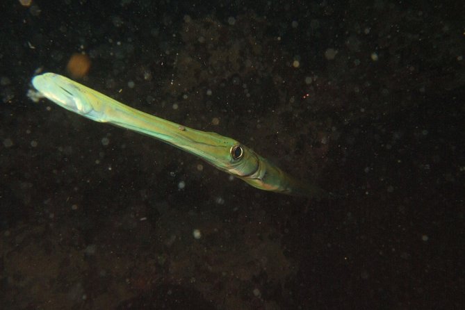 2-Day Similans Scuba Diving From Phuket - Booking Details
