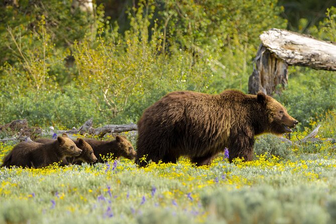 2 Days Yellowstone Private Touring With Alfresco Lunch  - Jackson - What To Expect