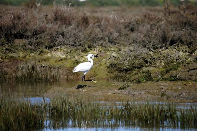 2-Hour Bird Watching Guided Boat Trip in Ria Formosa From Faro Algarve - Guides Expertise and Bird Species