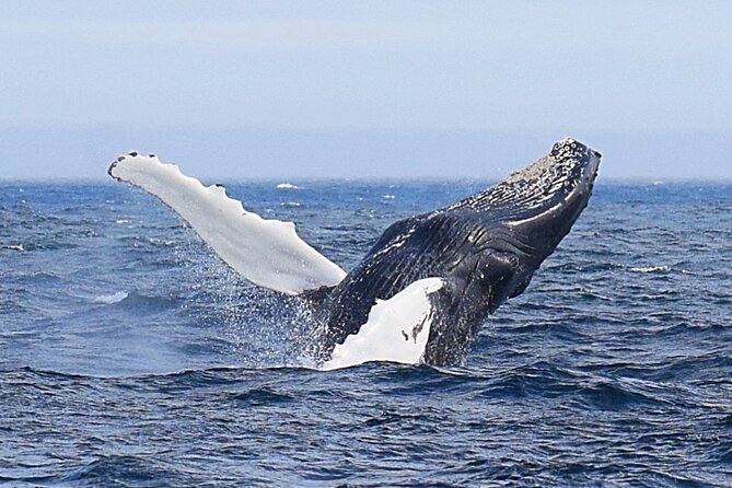 2-Hour Guided Boat Tour From St. Johns - Meeting and Pickup