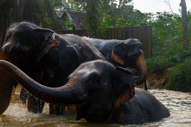 2-Hour Guided Eco-Tour & Transfer to Khaolak Elephant Sanctuary - What To Expect