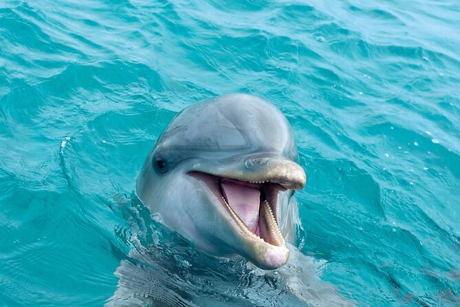 2 Hour Private Dolphin Sightseeing Tour in Panama City Beach - Inclusions and Logistics