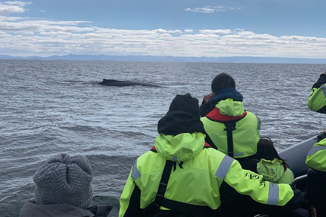 2-Hour RIB Boat Whale Watching Tour From Reykjavik - Additional Information