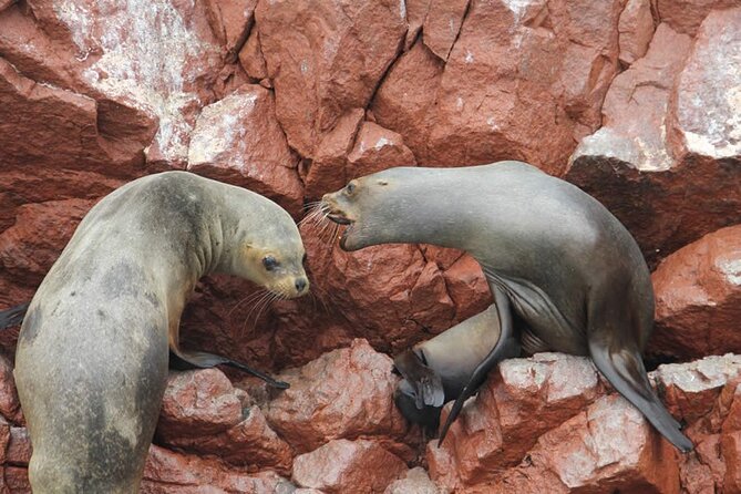 2-Hour Tour to the Ballestas Islands From Puerto San Martín - Additional Information and Requirements