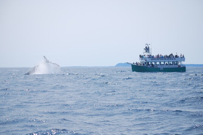 2 Hours Guided Whale and Bird Boat Tour in Bay Bulls - Meeting and Pickup