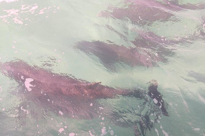 2 Hours Swim With the Dolphins in Panama City - Inclusions and Meeting Point