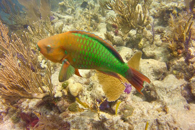 2 Location Snorkel Tour - Gear Included, 65 Minutes per Location - Tour Expectations and Requirements