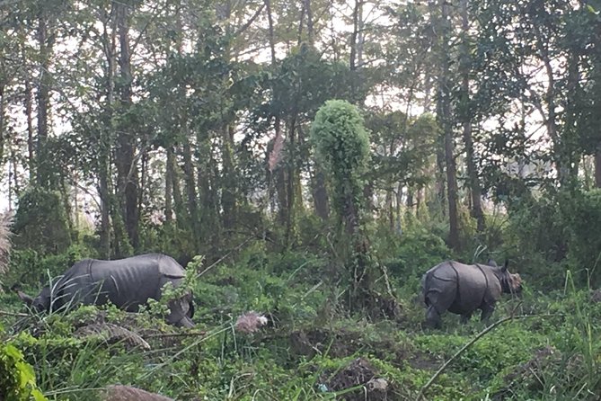 2 Nights 3 Days Chitwan Wildlife Jungle Safari Package Tour - Package Inclusions