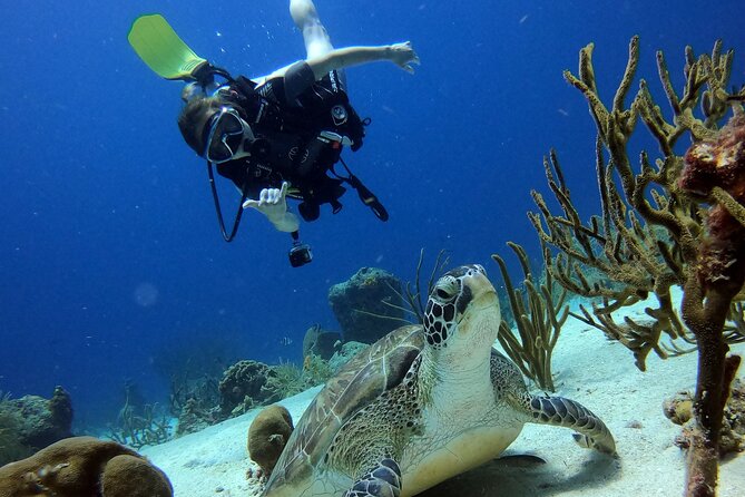 2 Tank Guided Dive House Reef (Pierbaai Reef and Car Pile) - Additional Information