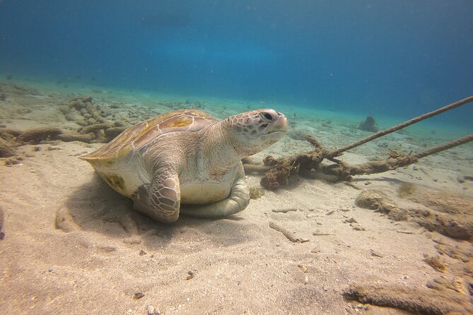 2 Tank Guided Shore Dive - Personalized Experience With Private Tour