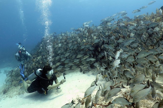 2-Tank Morning or Afternoon Dives in Playa Del Carmen Certified Divers Only - Dive Schedule and Meeting Point