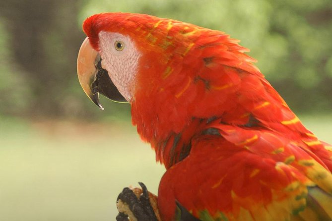 3-Day Eco Amazonia Lodge in the Amazon Jungle ECOMAGICO - Included Meals