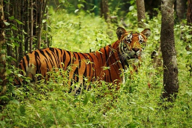 3-Day Guided Safari Tour in Chitwan National Park in Nepal - Accommodation and Meals